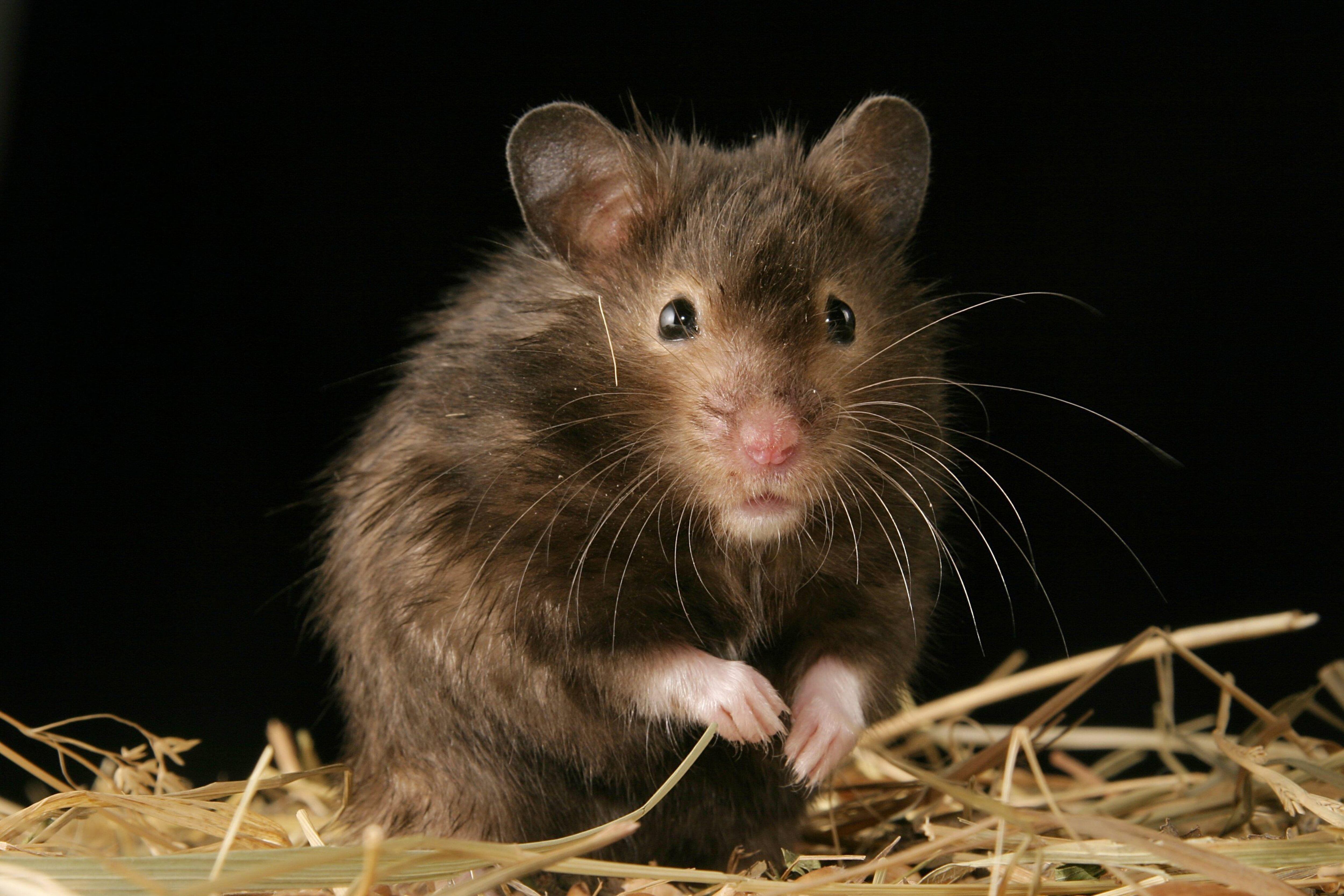 Mesocricetus auratus, Hamster Sirio