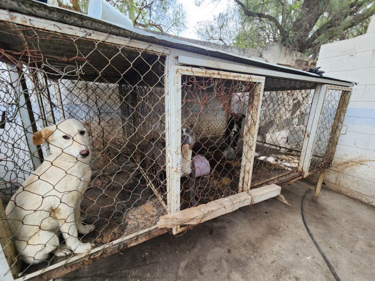 Aumentaron las penas por maltrato animal en el Edomex (@MrElDiablo8)