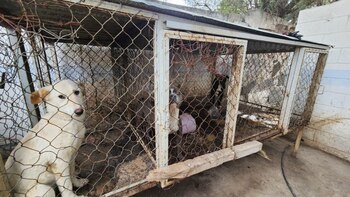 Clausuraron centro canino en Zumpango