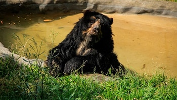 Un oso de anteojos con pelaje negro y marcas claras en el rostro permanece sentado junto a un estanque de agua rodeado de césped