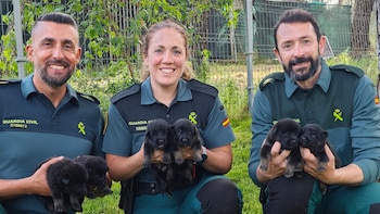La Guardia Civil abre la convocatoria para acoger cachorros antes de su preparación como perros policía: estos son los requisitos y plazos