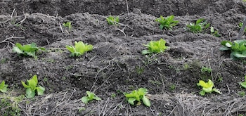 Un campo de cultivo. (Europa
