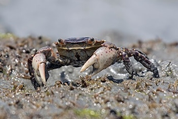 El cangrejo de orilla japonés