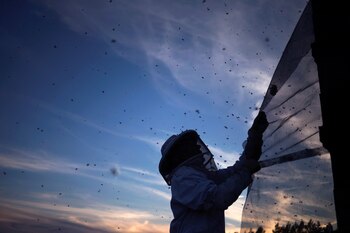 De acuerdo a la Organización