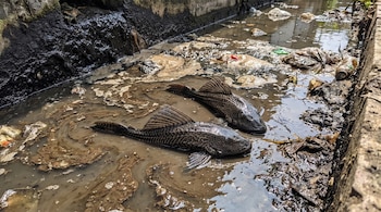 Dos peces oscuros con patrones sobre agua turbia llena de barro, espuma y basura flotante, incluyendo bolsas plásticas y botellas, junto a paredes de concreto.