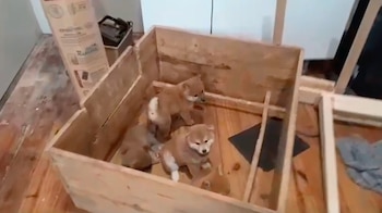 Los animales estaban en recintos