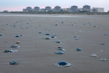 Medusas yacían en la orilla cerca de la central nuclear de Gravelines, en el norte de Francia, el 12 de agosto de 2025. Una afluencia masiva de medusas a las estaciones de bombeo de agua de mar de la central nuclear de Gravelines (Nord) obligó a EDF a cerrar tres de sus reactores el 10 de agosto de 2026, según anunció el grupo en su sitio web el 11 de agosto de 2026. (Foto de Sameer AL-DOUMY / AFP)