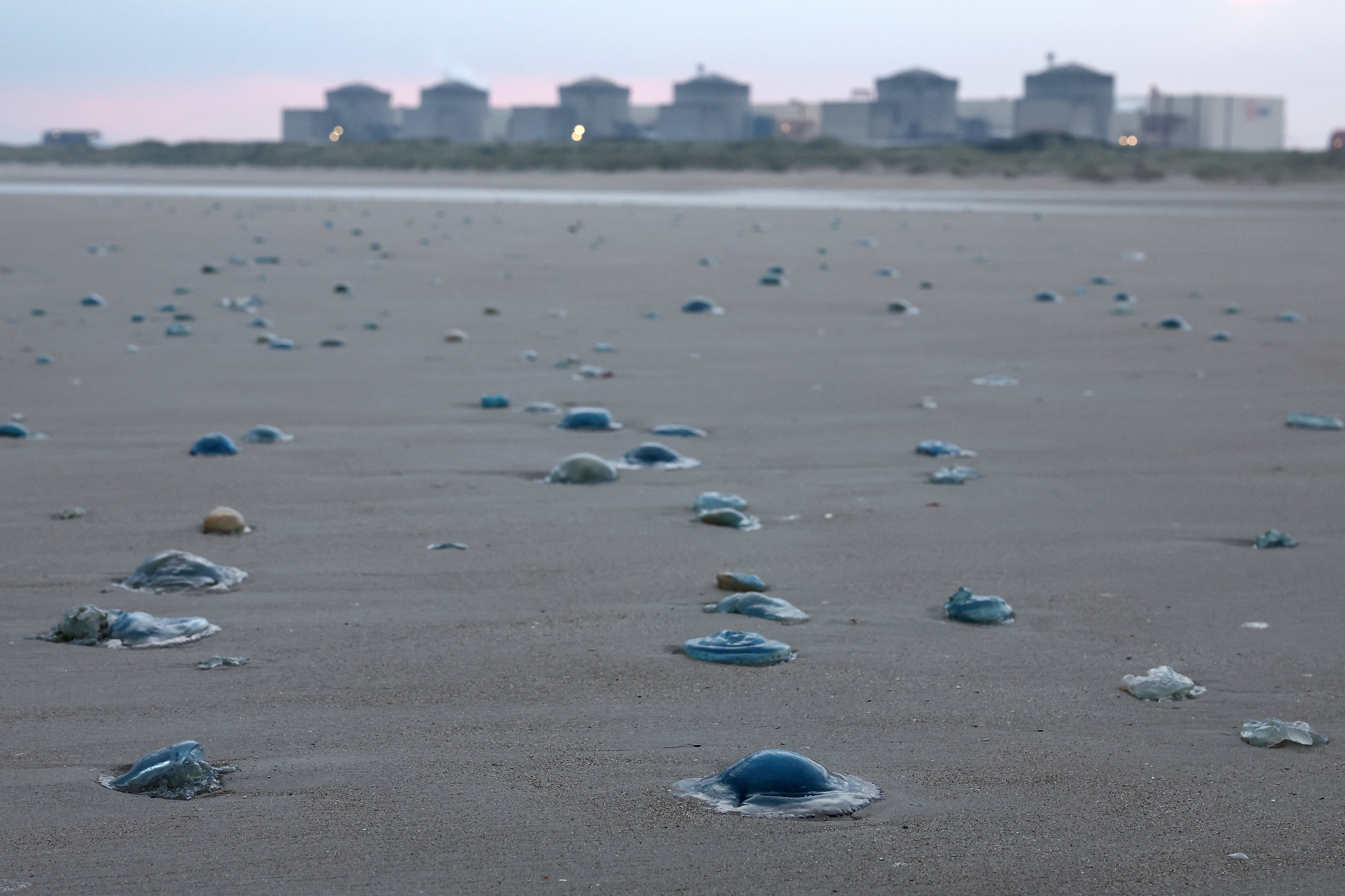 Medusas yacían en la orilla cerca de la central nuclear de Gravelines, en el norte de Francia, el 12 de agosto de 2025. Una afluencia masiva de medusas a las estaciones de bombeo de agua de mar de la central nuclear de Gravelines (Nord) obligó a EDF a cerrar tres de sus reactores el 10 de agosto de 2026, según anunció el grupo en su sitio web el 11 de agosto de 2026. (Foto de Sameer AL-DOUMY / AFP)
