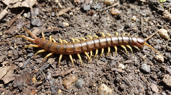 Un ciempiés de cuerpo segmentado y color marrón claro, con múltiples patas amarillentas, se observa en la tierra con pequeños fragmentos vegetales.