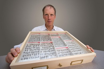 Un hombre con camisa a rayas sostiene una caja de madera con tapa de cristal, llena de cientos de insectos pequeños y oscuros fijados con alfileres