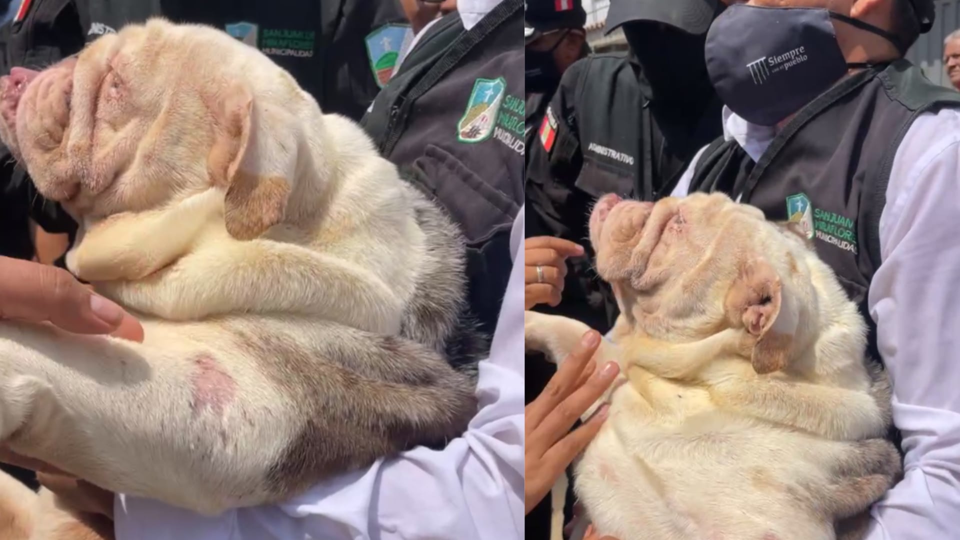 48 perros rescatados: Los animales eran mantenidos en el inmueble, presuntamente como parte de una actividad de crianza con fines comerciales.Condiciones de salud: La veterinaria municipal detectó lesiones en la piel, uñas largas con sangrado, hongos, problemas oculares y signos de golpe de calor.