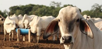 Apoyos ganaderos a productores del