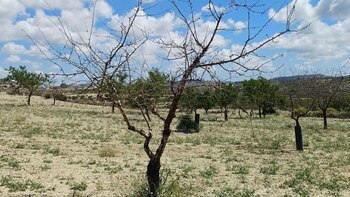 Almendros muertos por la sequía,