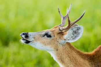 La Fundación Rewilding Argentina y el Parque Nacional Iberá lideraron las acciones que permitieron la salida de la especie de la categoría vulnerable (Emilio White)