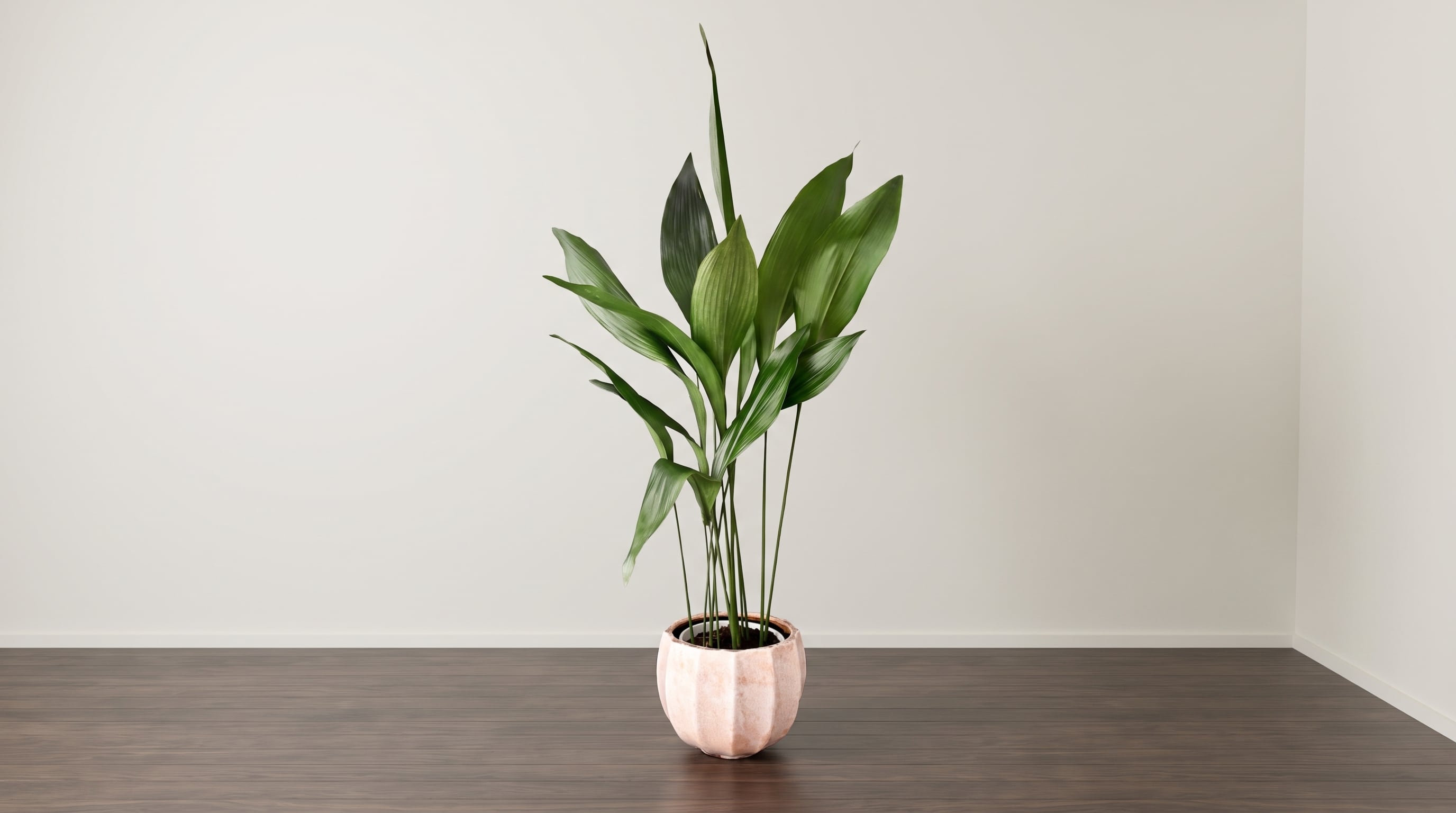 La aspidistra resiste la semisombra, aunque una habitación sin ventanas requiere iluminación suplementaria. (Imagen Ilustrativa Infobae)