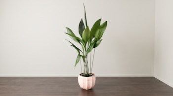 Una planta verde con hojas alargadas en una maceta de cerámica rosada sobre un piso de madera oscura junto a una pared blanca.
