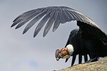 Un video revela cómo se