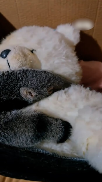 Oso Hormiguero abraza peluche