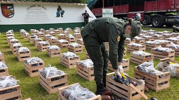 Traficaban 31 kilos de cocaína