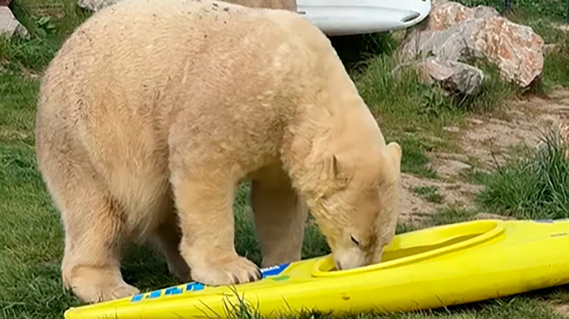 Los osos polares Nanook y Noori sorprenden en el Peak Wildlife Park al jugar intensamente con kayaks donados (Créditos: @peakwildlifepark/ INSTAGRAM)