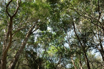 Bosque nativo de "La Reina",