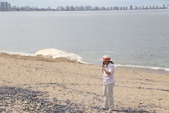 La ballena apareció en la