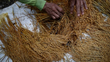 En Panamá los productores envejecen,