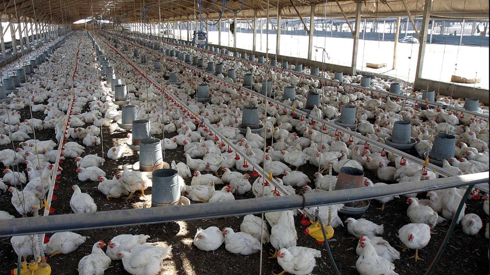 Granja de pollos (Andina)