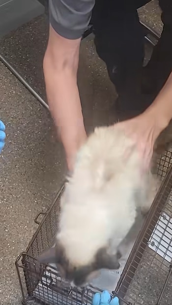 Ahora la mascota se desenvuelve