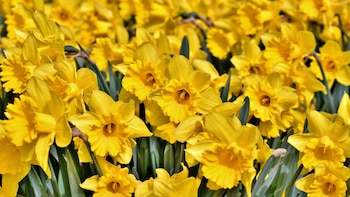 Las flores amarillas, un toque