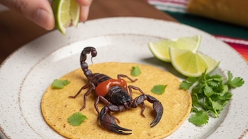 ¿A qué saben los alacranes