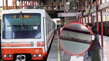 La presencia de estos bichos