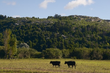 Ganado vacuno a campo