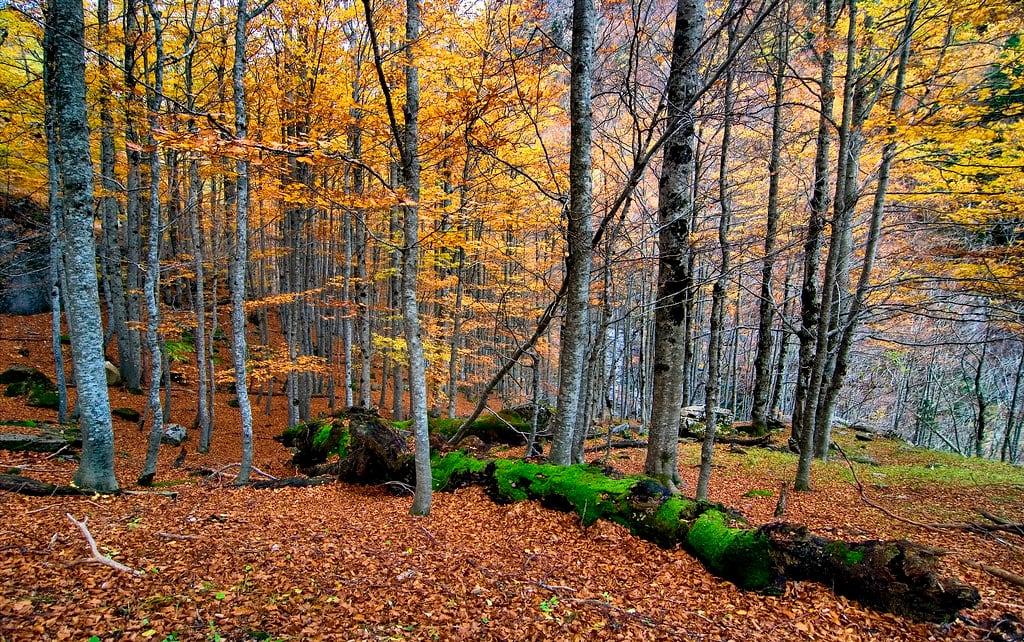 Una ruta por el hayedo de Ordesa (Flickr)