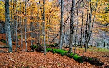Hayedo de Ordesa (Flickr)