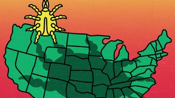 El problema con las garrapatas