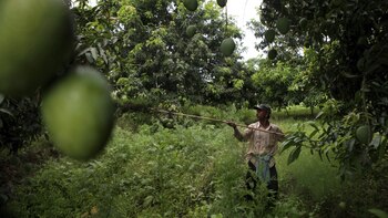 Las exportación agrícolas no tradicionales