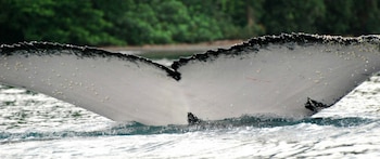 El Pacífico colombiano alberga nueve destinos reconocidos internacionalmente para la observación de ballenas jorobadas - crédito Ministerio de Medio Ambiente