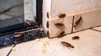Cucarachas en casa: los 5 lugares en donde hacen nido sin que lo sepas