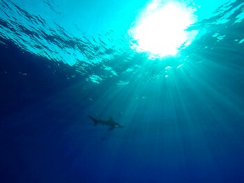 El equipo de Berger-Wolf ha