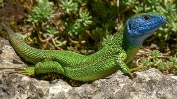 Los lagartos enfrentan la pérdida