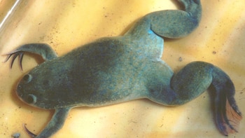 La rana Xenopus laevis fue