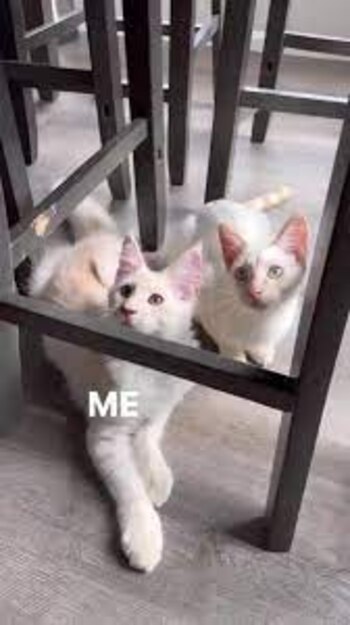 La historia detrás del gato gigante que causa sensación en TikTok (Captura de pantalla)