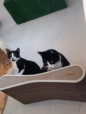 Es importante que los gatos