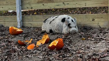 El cerdo pasando el rato
