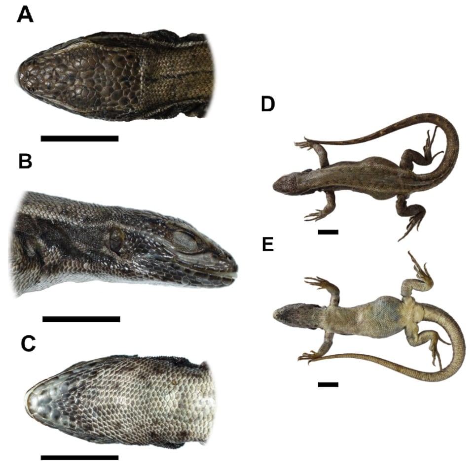 Vistas detalladas de la recién descrita lagartija andina Stenocercus aguilari, hallada por investigadores de la UNMSM en la Cordillera Blanca de Áncash, Perú.