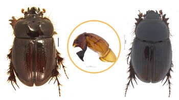 Nueva especie de escarabajo con