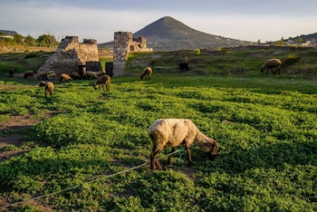Fotografía de archivo. Ganado ovino.