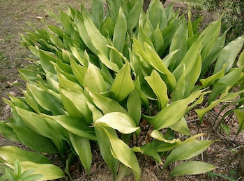 Una planta fácil de cuidar