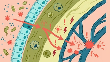 Ilustración de un pulmón seccionado. Células epiteliales, microbios, partículas, flechas rojas indicando avance a capas internas y vasos sanguíneos con símbolos de alarma